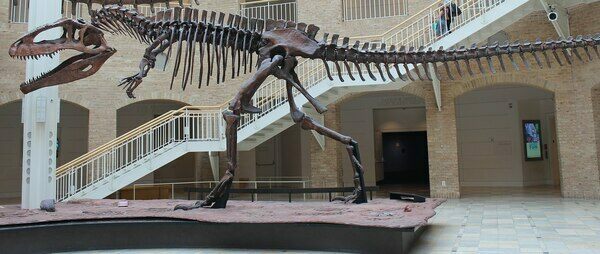 Replica Giganotosaurus skeleton at the Fernbank Museum of Natural History.  Photo Credit: Jonathan Chen (Creative Commons License)
